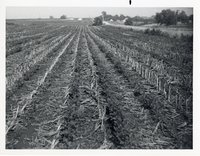 No-Till Beans in Corn