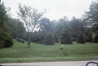 Windbreak on John Coburn's farm.