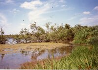 1987 Craig Murguia Pond