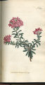 Trailing Daphne, Garland Flower