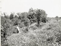 Man stands in clover field