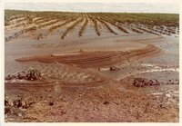 1970s? Flooded fields
