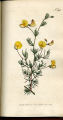 Small-leaved Aspalathus