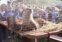 Releasing an otter.