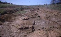 Man surveying in an area of soil erosion, 1980