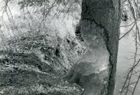 Large Tree Chewed by Beavers
