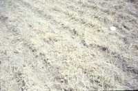Dry cropland, 1988