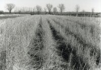 Tall grass