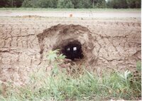 1995 Terrace Berm Blowout