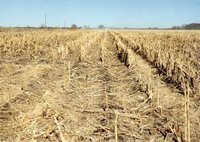 1995  Ridge-till Planting Tried in Field