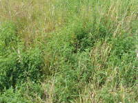 2007 Jack Strawhacker photos of grasses