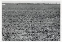 Field after crops are harvested