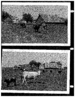 Two photographs of John Henry Nickerson's farm