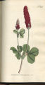 Crimson Trefoil, Clover, Italian Clover, Crimson Clover