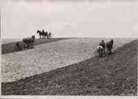 Three horse drawn plows