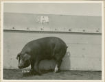 Experiment 326, representative pig #21B, 1930