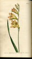 Pencilled Corn-flag
