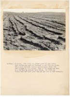 1936? - Heavy rain on plowed and harrowed farmland caused gullies