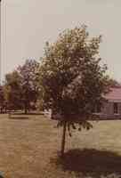 Basswood Tree