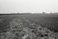 Views of Pasture and Grasslands