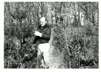 Unidentified man examining evergreen tree