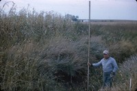 Man measures a small gully.