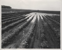 Flooded Crops.