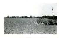 O Caparoon, 1959<br />
