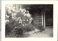 White House Front with Trellis in Summer