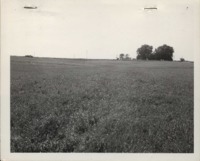 Contour farming on the Rees farm. 