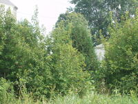 2007 Jack Strawhacker photos of field windbreak
