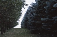 Windbreak on the Luetkeman farmstead.