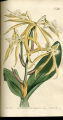 Fringed Epidendrum