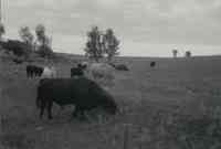 Cattle grazing on unidentified farm in Plymouth County, Iowa