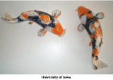 Koi