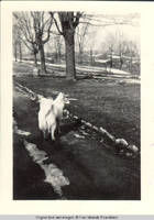 Denise, the dog standing on main driving lane, looking towards snow fence.
