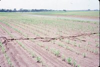 1986 Water in Fields