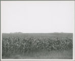 Corn field