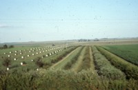 Windbreak on the farm of Don and Phyllis Conley.