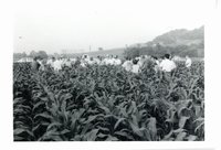 Loras Nimmers no till tour, 1980