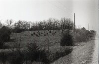 Small pine trees by roadside