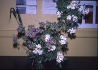 Wild rose bouquet, 1983