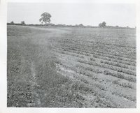 Photograph Collection Of Cropland  