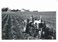Glen Eads cultivating corn, 1963