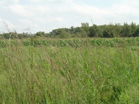 2007 Jack Strawhacker photos of food plots 