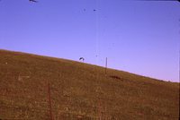 Turkey Vulture in a Field.