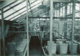 Greenhouse interior, The University of Iowa, 1930s