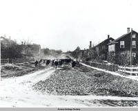 Dairy herd on road Amana, Iowa, 1900s