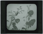 Brassica nigra (Black mustard)