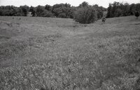 Grassy fields